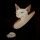 Chat hollandais